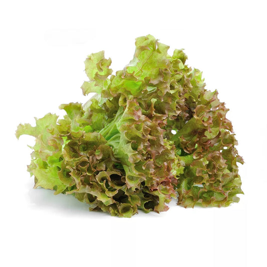 Sałata Batawia zielona 1 szt - BIO (I)